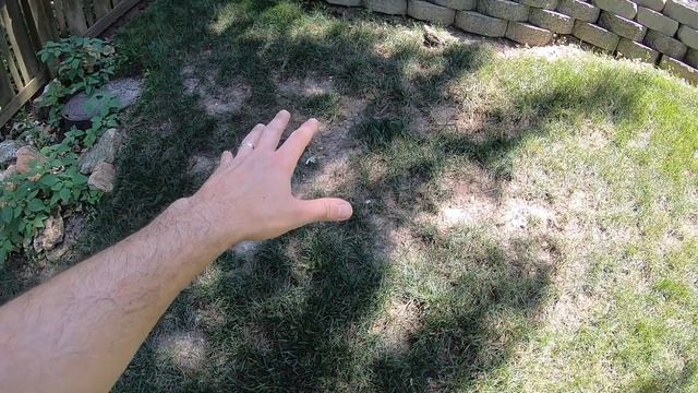 The Worst Way to Mow a Lawn | Worst Spots in the Lawn | Thinning Lawn in Summer смотреть онлайн