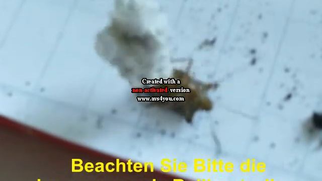 Eine Baumwanze im Training смотреть онлайн