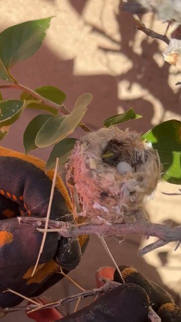HUMMINGBIRD SHORT смотреть онлайн