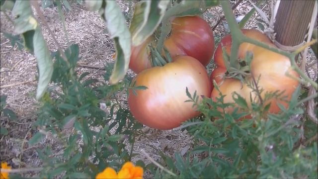 🍅TOMATE Brandywine🍅