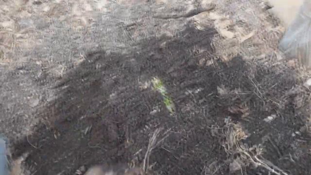 Выманивание червя на арбуз. Новая дендробена на маточник. смотреть онлайн