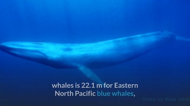 Blue Whale || Description, Characteristics and Facts! смотреть онлайн