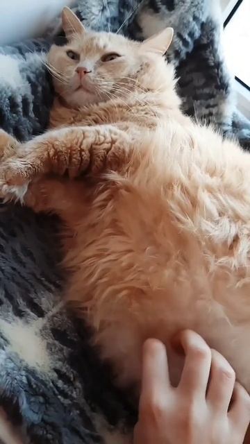#кот #юмор #котик #котики #shorts #Россия смотреть онлайн