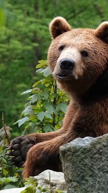Amazing Facts About Bears смотреть онлайн