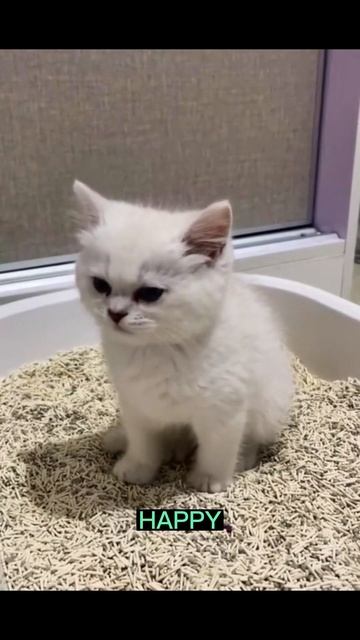 5 Life-Changing Litter Box Hacks! 🧹✨ смотреть онлайн