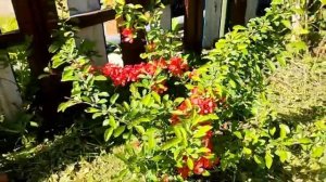 АЙВА ЯПОНСКАЯ | КУСТАРНИКИ НА ДАЧЕ | ЦВЕТУЩИЕ В МАЕ