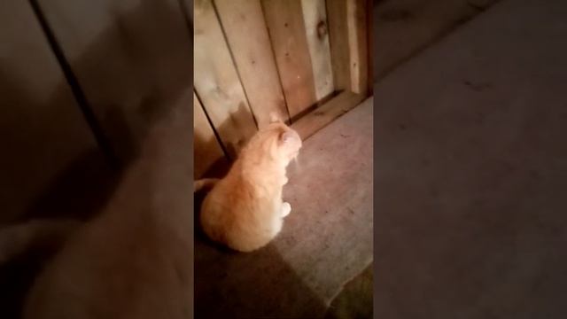 Кошка парится второй раз смотреть онлайн