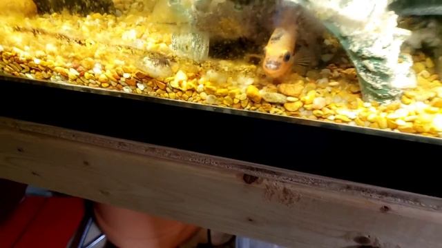 How to winterize your aquarium for less than $20 bucks. смотреть онлайн