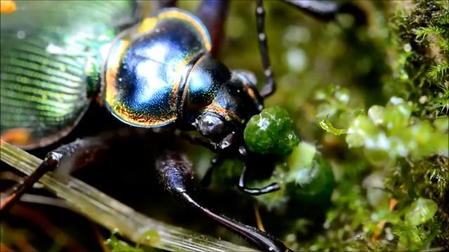 Caterpillar Hunter Devouring a Caterpillar смотреть онлайн