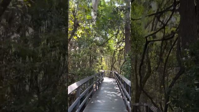 NATURE TRAILS IN FLORIDA #turtle #florida #alligator #Wildlife #￼bird #vacation #travel #water #fyp смотреть онлайн