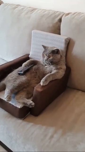Личный диван кота #shorts смотреть онлайн