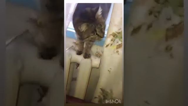 Без кота и жизнь не та... смотреть онлайн