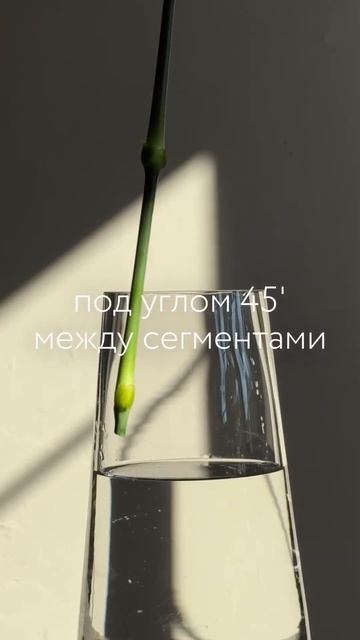 КАК ПРАВИЛЬНО ПОДРЕЗАТЬ ЦВЕТЫ #цветы #flowers #bouquet #букет #florist #флористика #оранжалматы смотреть онлайн