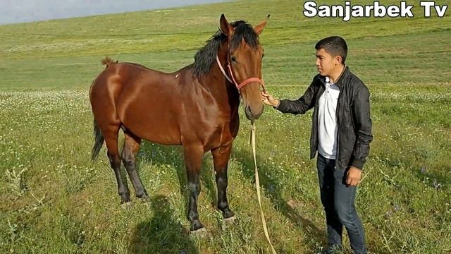 O'SHA MASHXUR SO'YHONNI BOLASI ERKATOY, SAMARQAND URGUT, смотреть онлайн