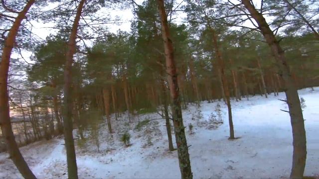 Необычная лесная прогулка смотреть онлайн