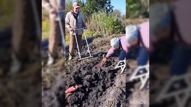 Сбор урожая батата сорт Рубин Каролины смотреть онлайн