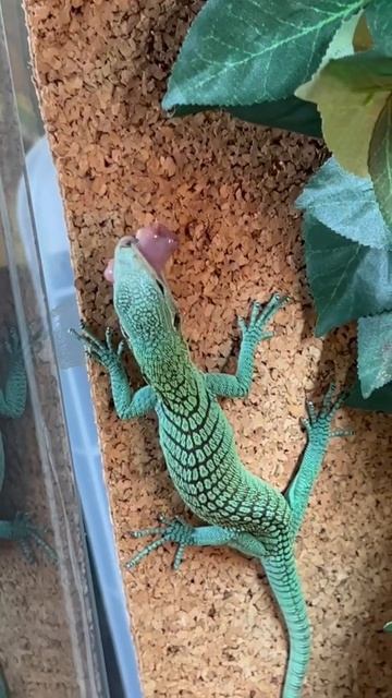 Green tree monitor eating a pinky mouse смотреть онлайн