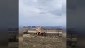 Верблюд атакует. Нападение верблюда