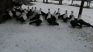 Киевские светлые голуби /светляки 30.01.21