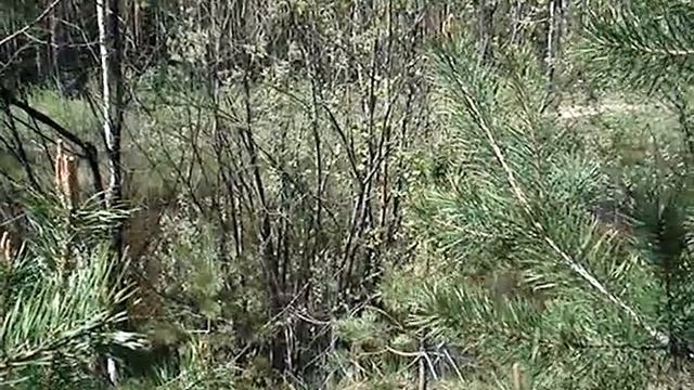 Лягушки и кукушка смотреть онлайн