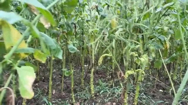 🔴TAHUN INI AKAN PANEN BANYAK MINYAK CANOLA , LIVE MENGAJAK SEMUANYA MELIHAT TANAMAN CANOLA KAMI смотреть онлайн