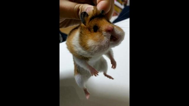 ХОУМ. звонок через час смотреть онлайн