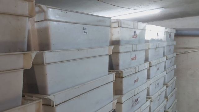 Маточник. Просевка малька. смотреть онлайн