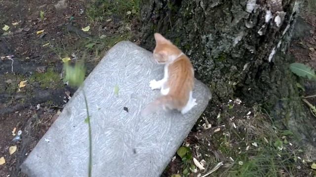 кот зажигалка смотреть онлайн