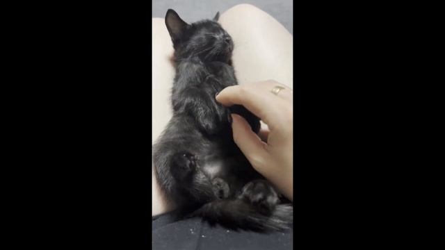 Котенок из приюта. Три дня как в нашей семье появилось это чудо смотреть онлайн