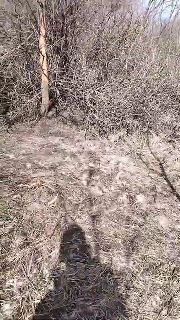 Рога оленя сезон 2022 смотреть онлайн