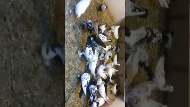 Бойни тожикиские голуби смотреть онлайн
