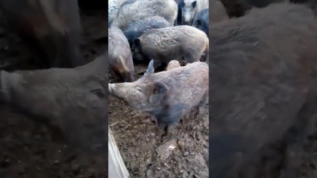 Дикие кабани смотреть онлайн