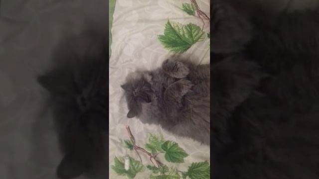 Мой питомец #2 смотреть онлайн