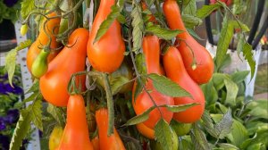 Помидоры в бочках. Сентябрь 2023