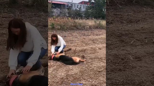 Poor Dog Has to Go Help People 😍🐶 Smart Dog #73 смотреть онлайн