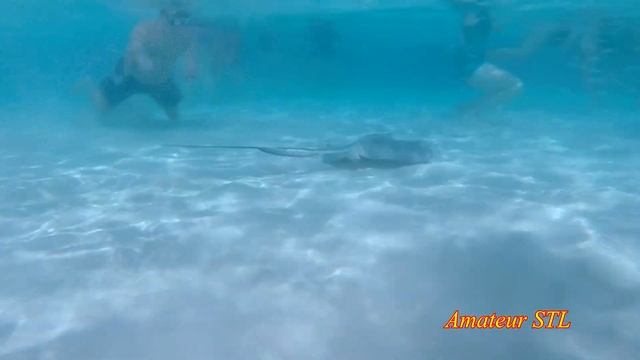 Grand Cayman Stingray Adventure смотреть онлайн