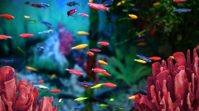 Movie for Cats - Colorful Fish (Videos for Cats to watch) 1 hour 4K смотреть онлайн