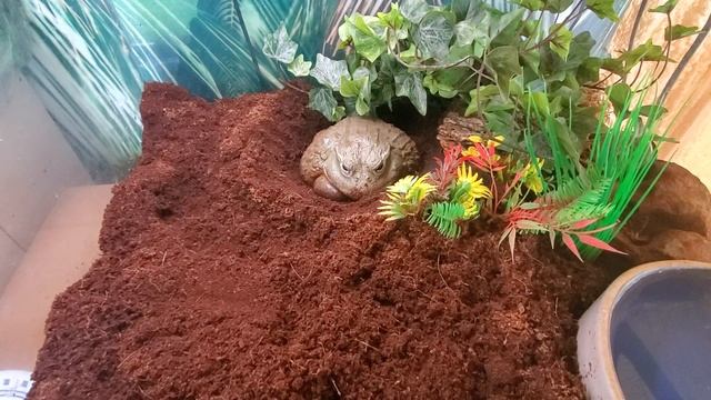 African Bullfrog croak смотреть онлайн
