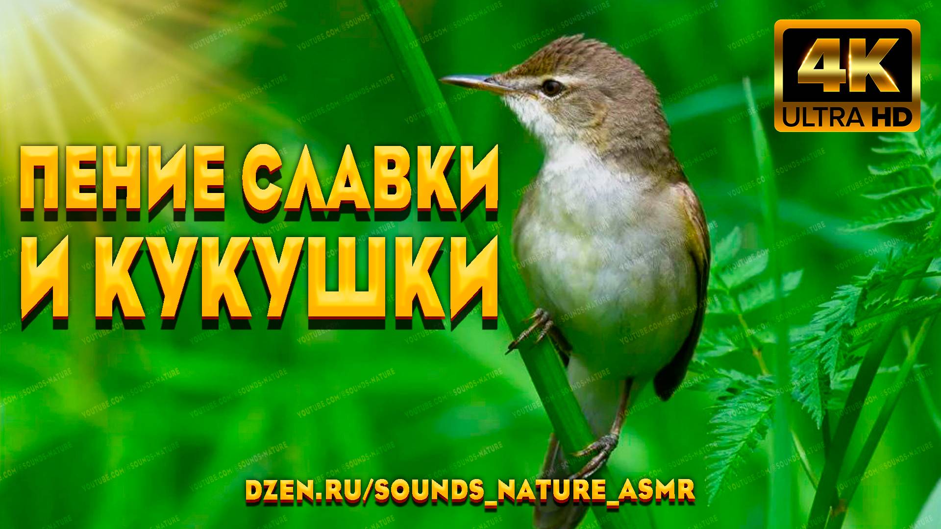 Пение Славки И Кукушки Успокоят Ваши Нервы И Подарят Здоровый Сон. Звуки Природы. Пение Птиц ASMR. смотреть онлайн