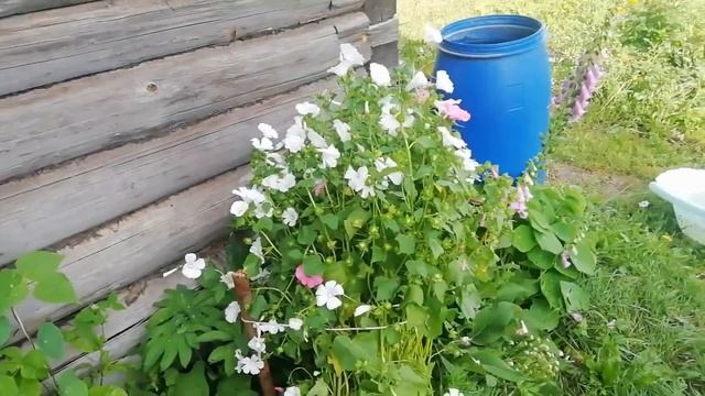 Урожай чеснока/ Первый раз готовлю кабачковую икру/Обзор 10.08.22 /Городские Поселковые 🏡 серия 130 смотреть онлайн