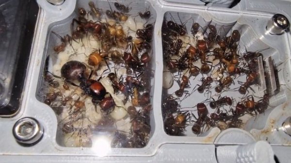 Messor cephalotes.  #messorcephalotes