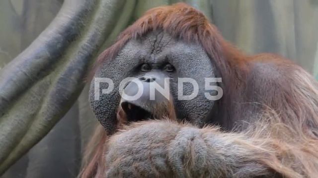 facial gesture and yawning ora смотреть онлайн