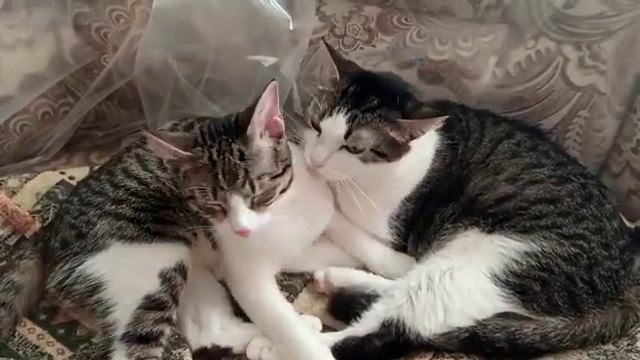 VID 20230410 WA0027 Нюсенька и Марсик смотреть онлайн