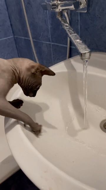 Повторяю за хозяевами 😀 смотреть онлайн