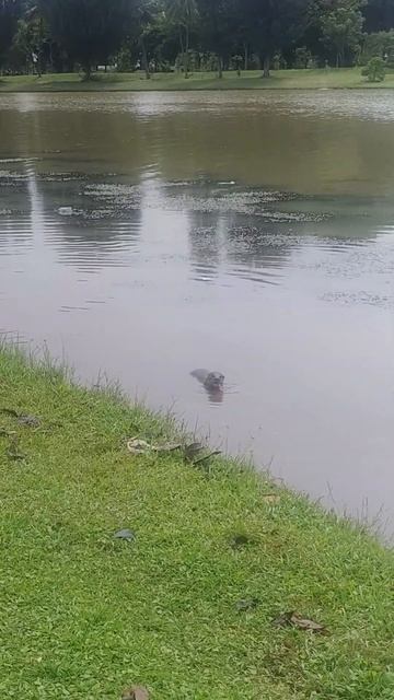 Kallang Riverside otter feeding on freshly caught eel #shorts смотреть онлайн