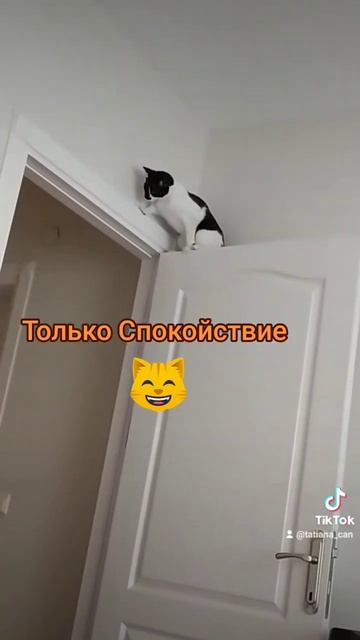 Кошка Лира 🥰 #кошка#кошкаприколы #shorts #short #cat #cats #shortsvideo #домашниеживотные смотреть онлайн