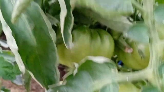 PARADAJZ, PAPRIKA, KRASTAVAC polude od ove hrane u julu! Brutalno efikasno! Zapanjena sam! смотреть онлайн