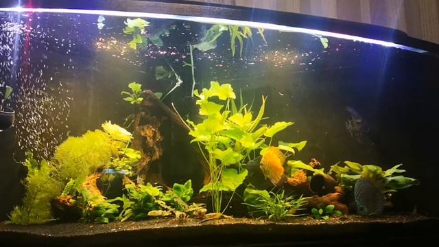 400 литров с Дискусами смотреть онлайн