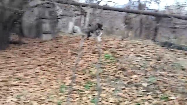 Кровожадного убийцу по кличке Гоги,вивели на прогулку;) смотреть онлайн