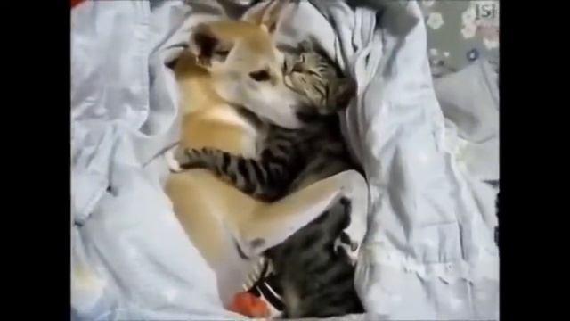 Приколы с кошками Кошки и собаки лучшие друзья Смотри! смотреть онлайн